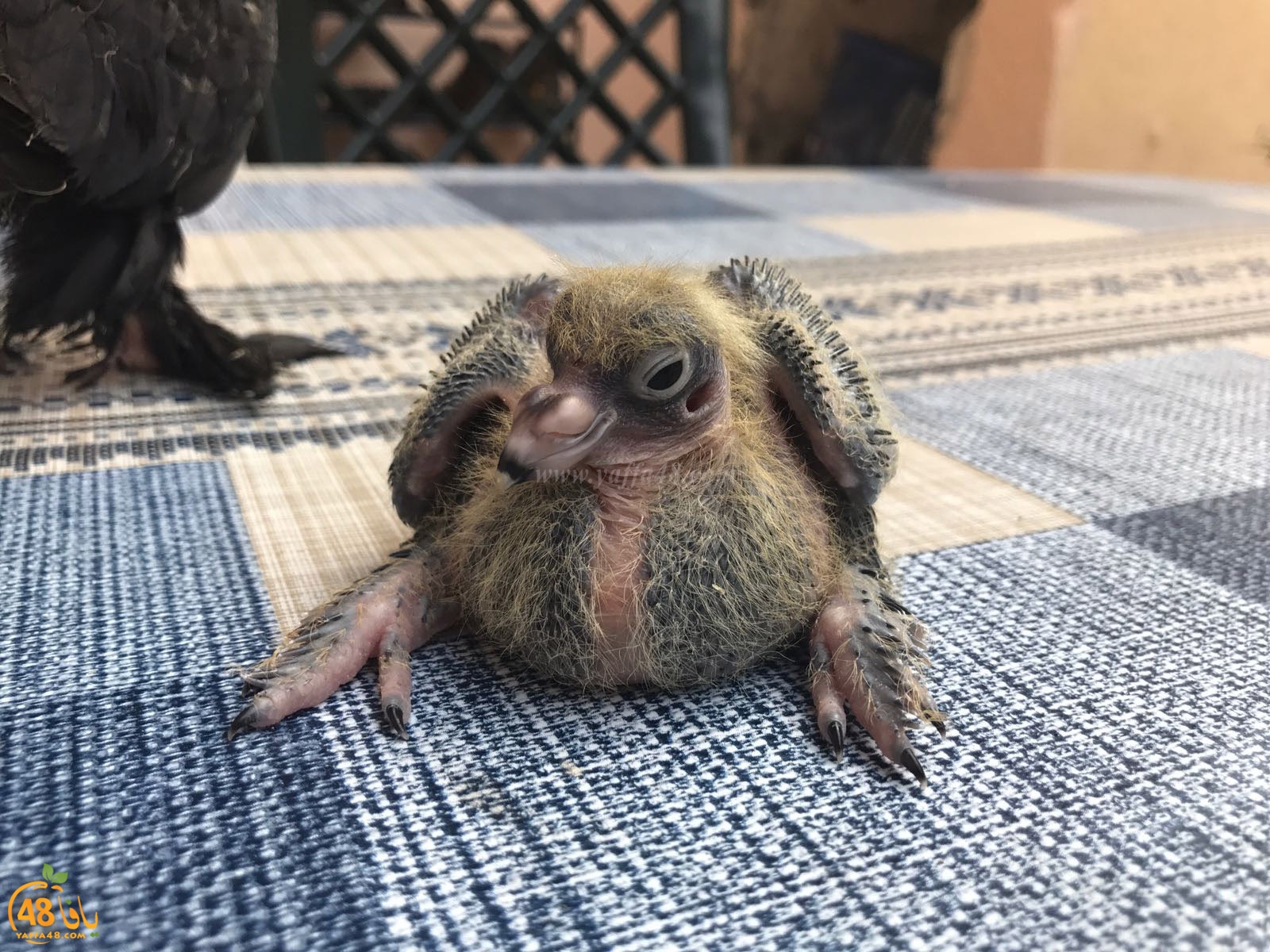 zohdi 3ashoor 7amam (27).jpg